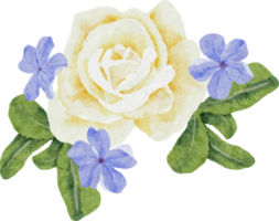 watercolor beautiful white rose and blue Plumbago auriculata plant flower bouquet clipart png