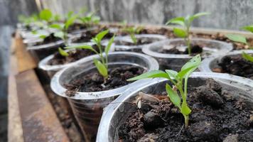 Chili tree shoots growing in small pots photo