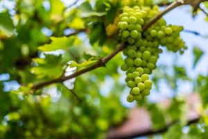 Green grapes in a vineyard photo