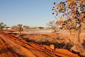 vista de la tierra, la maleza, los árboles y la vegetación que se despejó en el parque burle marx en la sección noroeste de brasilia, conocida como noroeste para ayudar a reducir los riesgos de incendio en el parque foto