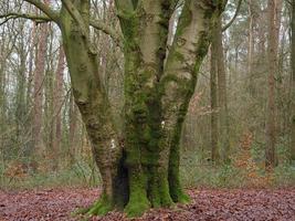 hiking in the german muensterland photo