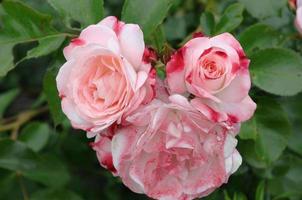 Roses in the garden photo