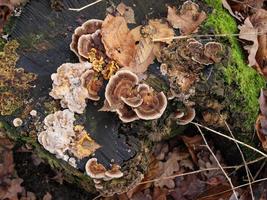 hiking in the german muensterland photo