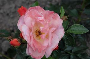 rosas en verano foto