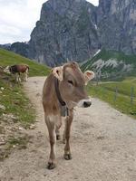 in the bavarian alps photo