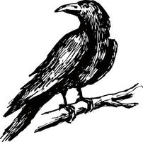 cuervo dibujado con tinta. un cuervo sentado en un boceto de rama. vector