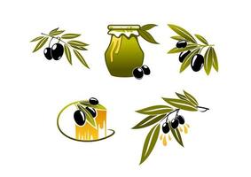 Olive oil and branchs vector