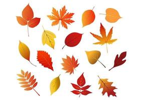Autumnal red, yellow and brown leaves vector