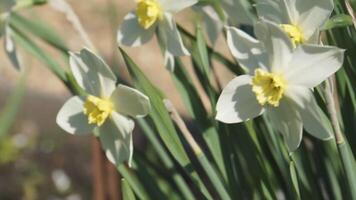 narcisos amarillos de primavera video