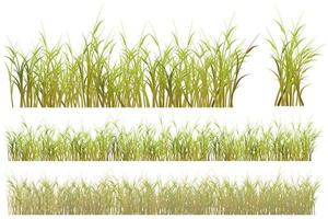 dry grass. brown grass set vector