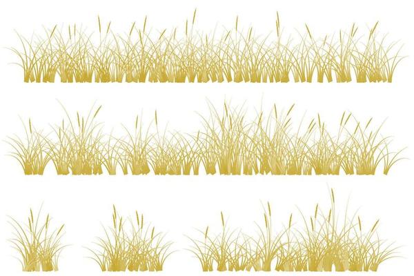 brown reeds grass. dry grass set