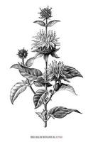 Bee balm botanical hand drawing vintage engraving style vector