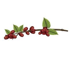 coffee plant with seeds vector