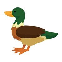 duck domestic farm animal vector