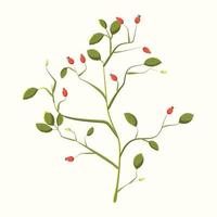 A branch of rose hips vector