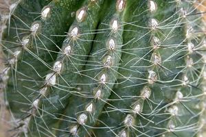 Close up of cactus with long thorns photo