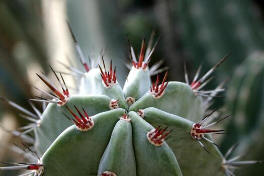Cerca de cactus con espinas largas foto
