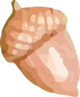 Acorn painted in watercolor. png