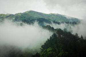 montaña oscura, bosque de pinos con niebla foto