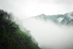 montaña oscura, bosque de pinos con niebla foto