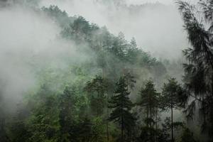 Dark mountain, pine forest with fog photo