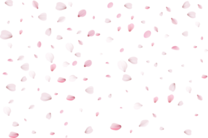 pétalos de sakura rosa. png