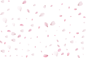 Flying cherry petals. png