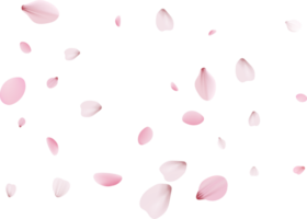 pétales de sakura roses. png