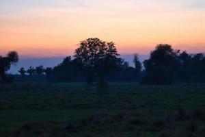 al amanecer, amanecer místico con un árbol en el prado en la niebla. colores cálidos de la naturaleza. fotografía de paisaje en brandeburgo foto