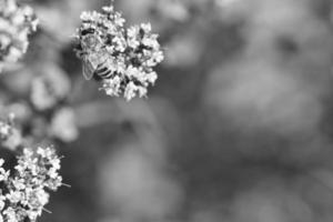 abeja de miel en blanco y negro, recogiendo néctar en una flor del arbusto de mariposa de flores foto