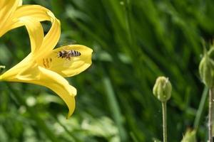 Honey bee collecting nectar in flight on a yellow lily flower. Busy insect. photo