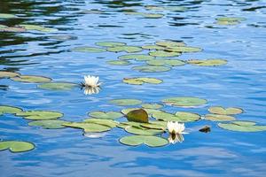en un lago en suecia en smalland. campo de nenúfares con flores blancas, en agua foto