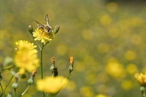 abeja melífera recolectando néctar en un prado de flores con flores amarillas. insecto ocupado foto