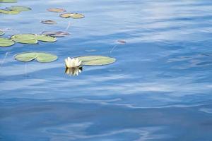 on a lake in Sweden in Smalland. Water lily field with white flowers, in water photo