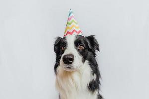Happy Birthday party concept. Funny cute puppy dog border collie wearing birthday silly hat isolated on white background. Pet dog on Birthday day.