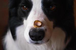 Will you marry me. Funny portrait of cute puppy dog border collie holding two golden wedding rings on nose, close up. Engagement, marriage, proposal concept. photo