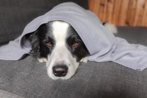 Funny puppy dog border collie lying on couch under plaid indoors. Little pet dog at home keeping warm hiding under blanket in cold fall autumn winter weather. Pet animal life Hygge mood concept. photo