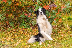 Funny smiling puppy dog border collie playing jumping on fall colorful foliage background in park outdoor. Dog on walking in autumn day. Hello Autumn cold weather concept. photo