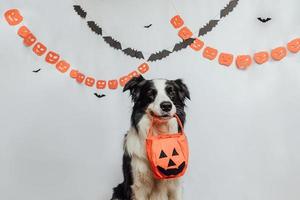 Trick or Treat concept. Funny puppy dog border collie holding jack o lantern pumpkin basket for candy in mouth on white background with halloween garland decorations. Preparation for Halloween party. photo