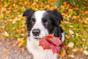 Gracioso cachorro de perro border collie con hojas de otoño de arce naranja en la boca sentado en el fondo del parque al aire libre. perro olfateando hojas de otoño a pie. hola concepto de clima frío de otoño. foto