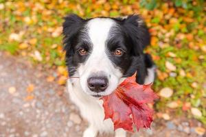 Gracioso cachorro de perro border collie con hojas de otoño de arce naranja en la boca sentado en el fondo del parque al aire libre. perro olfateando hojas de otoño a pie. hola concepto de clima frío de otoño. foto