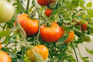 Gardening and agriculture concept. Fresh ripe organic red tomatoes growing in greenhouse. Greenhouse produce. Vegetable vegan vegetarian home grown food production.