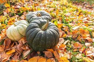 Autumnal Background. Autumn fall pumpkins on dried fall leaves garden background outdoor. October september wallpaper Change of seasons ripe organic food concept Halloween party Thanksgiving day. photo