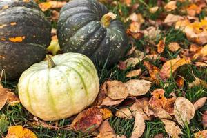 Autumnal Background. Autumn fall pumpkins on dried fall leaves garden background outdoor. October september wallpaper Change of seasons ripe organic food concept Halloween party Thanksgiving day. photo