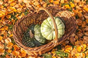 Autumnal Background. Autumn fall pumpkins in basket on dried fall leaves, garden outdoor. October september wallpaper Change of seasons ripe organic food concept Halloween party Thanksgiving day. photo