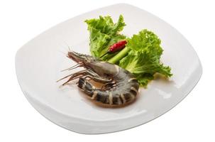 Tiger prawn on the plate and white background photo