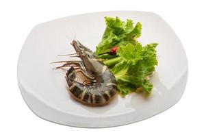 Tiger prawn on the plate and white background photo