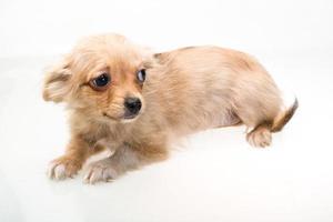 Toy terrier on white background photo