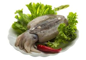 Raw cuttlefish on the plate and white background photo