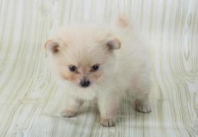 Pomeranian spitz on wooden background photo